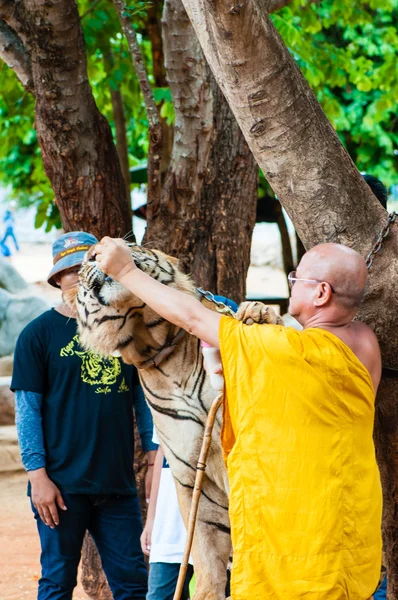 Buddistisk munk utfodring med mjölk en bengalisk tiger i thailand — Stockfoto