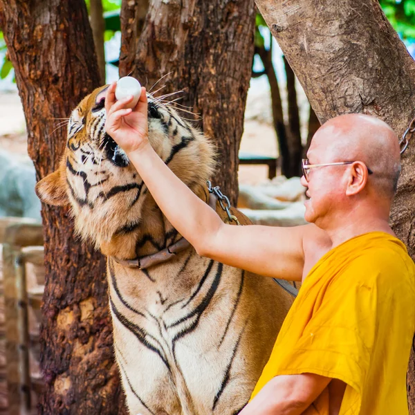 Buddhistischer Mönch füttert einen bengalischen Tiger in Thailand mit Milch — Stockfoto