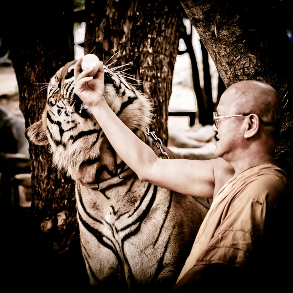 Buddistisk munk utfodring med mjölk en bengalisk tiger i thailand — Stockfoto