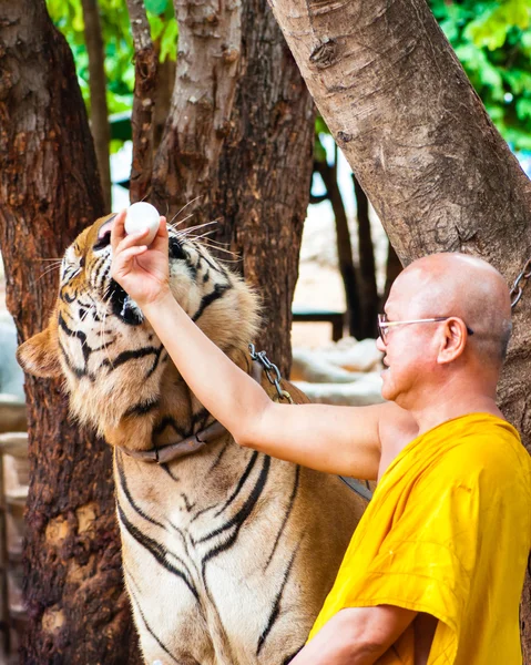 Buddhistischer Mönch füttert einen bengalischen Tiger in Thailand mit Milch — Stockfoto