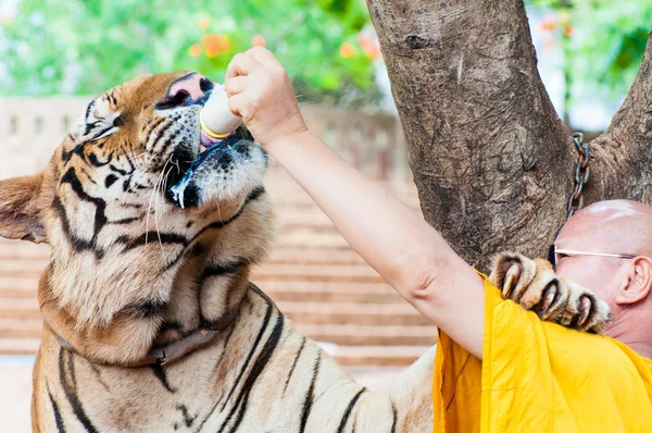 Buddistisk munk utfodring med mjölk en bengalisk tiger i thailand — Stockfoto