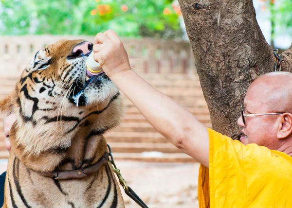 Monje budista alimentando con leche a un tigre de Bengala en Tailandia — Foto de Stock