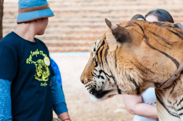 Mitarbeiter und Freiwillige mit bengalischem Tiger am Tempel, Thailand — Stockfoto