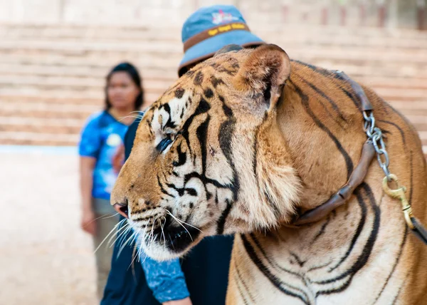 Mitarbeiter und Freiwillige mit bengalischem Tiger am Tempel, Thailand — Stockfoto