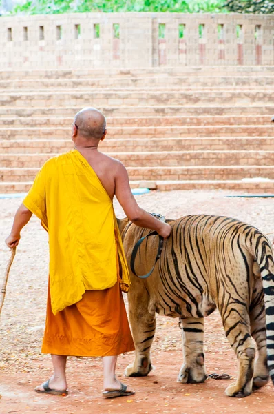 Monje budista y voluntarios con tigre de Bengala en Tailandia — Foto de Stock
