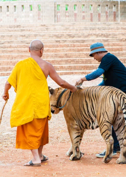 Monje budista y voluntarios con tigre de Bengala en Tailandia — Foto de Stock