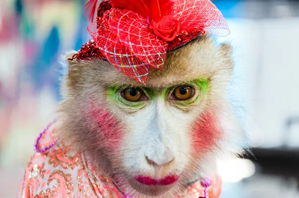 Retrato de macaco vestido treinado posando com turistas na Tailândia — Fotografia de Stock