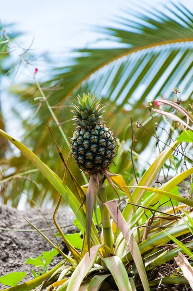 Veduta dell'ananas sulla pianta allo stato brado — Foto Stock