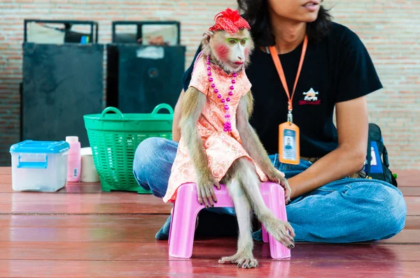 Espectáculo de monos en Damnoen Saduak Floating Market, Tailandia — Foto de Stock