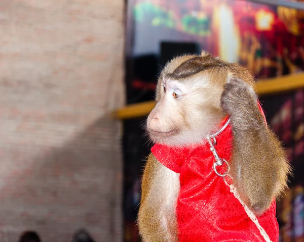 Ausgebildeter Affe tritt im Zirkus auf — Stockfoto