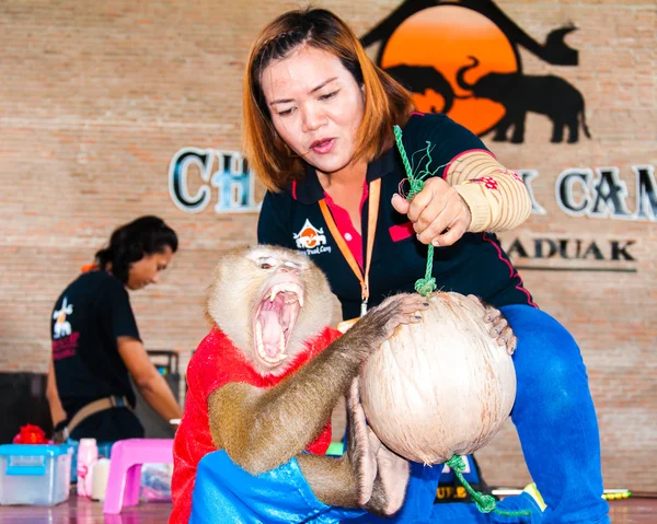 Espectáculo de monos en Damnoen Saduak Floating Market, Tailandia —  Fotos de Stock
