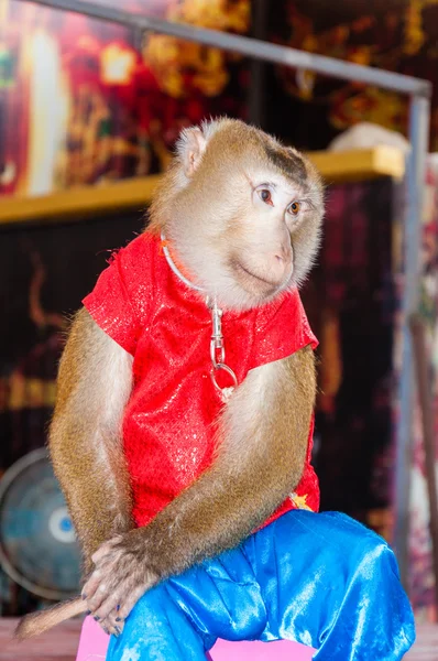 Opgeleide aap uitvoeren in circus — Stockfoto