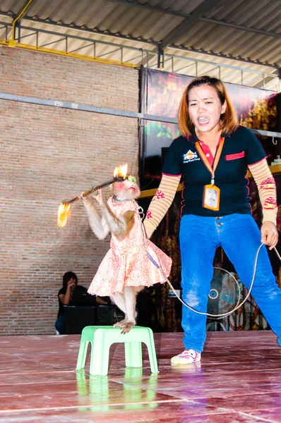 Show de macacos no Damnoen Saduak Floating Market, Tailândia — Fotografia de Stock