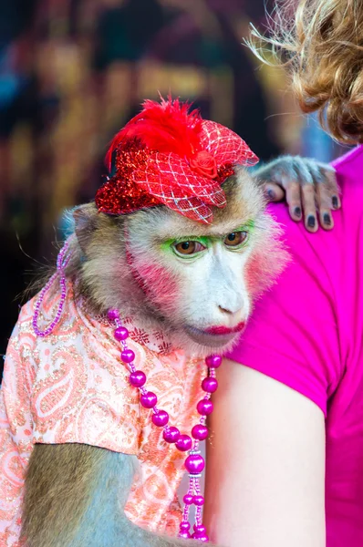 Macaco vestido treinado posando com turistas na Tailândia — Fotografia de Stock