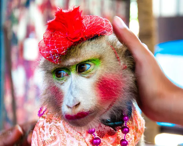 Retrato de macaco vestido treinado posando com turistas na Tailândia — Fotografia de Stock