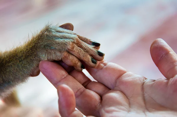 Vista del palmo umano che tiene una piccola mano di scimmia — Foto Stock