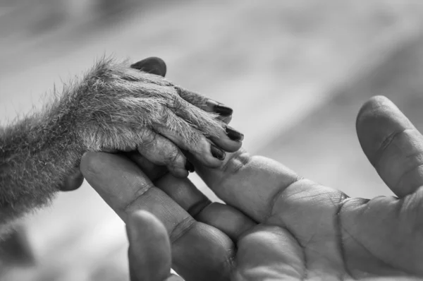 View of Human palm holding a small monkey hand — Stock Photo, Image