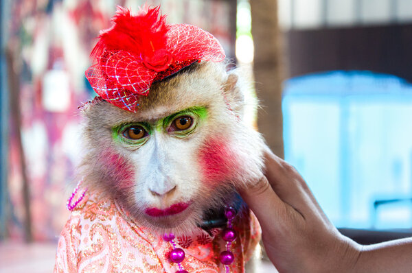 Портрет обученной обезьяны, позирующей с туристами в Таиланде
