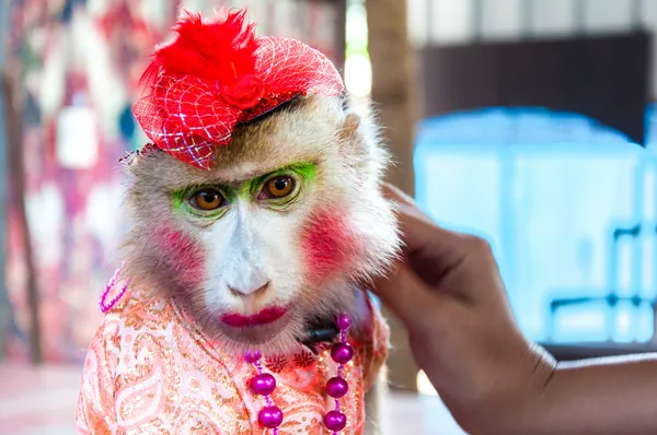 Retrato de mono vestido entrenado posando con turistas en Tailandia —  Fotos de Stock