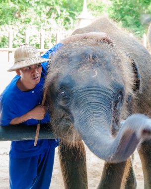 fil ve onun fil samphran fil zemin & hayvanat bahçesinde nakhon pathom, thailand