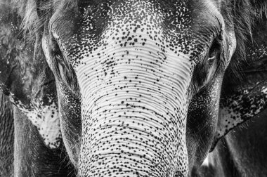 Asya fili baş yakın çekim shot