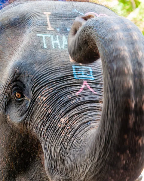 Close-up tiro de cabeça de elefante asiático — Fotografia de Stock