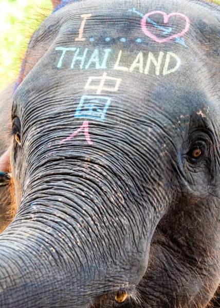 Asya fili baş yakın çekim shot — Stok fotoğraf