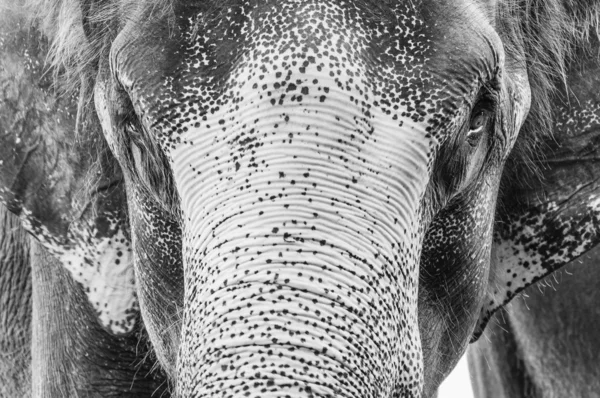 Close-up tiro de cabeça de elefante asiático — Fotografia de Stock