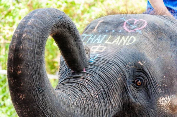 Primer plano de la cabeza de elefante asiático —  Fotos de Stock