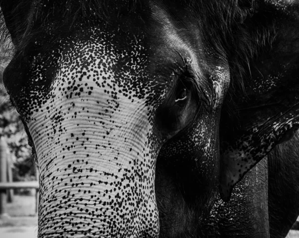 Gros plan de la tête d'éléphant d'Asie — Photo