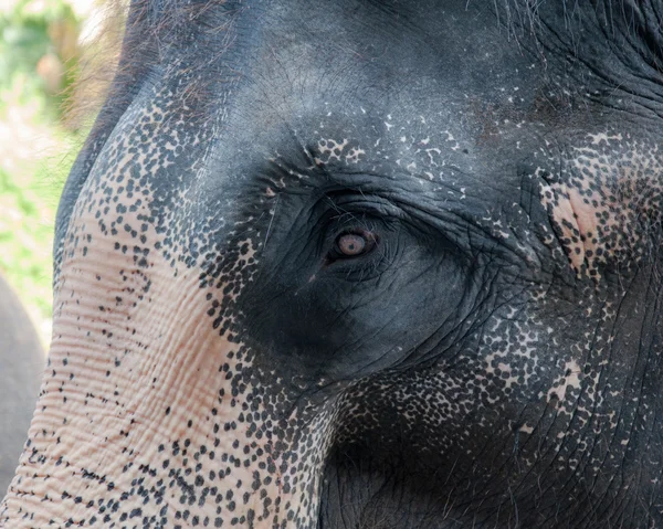 Close-up tiro de cabeça de elefante asiático — Fotografia de Stock