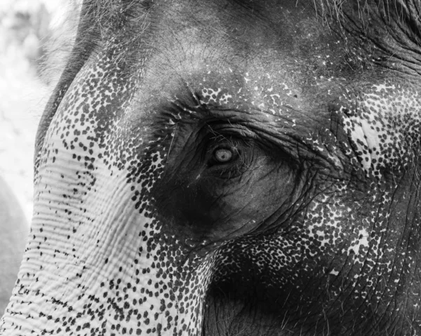 Primer plano de la cabeza de elefante asiático — Foto de Stock