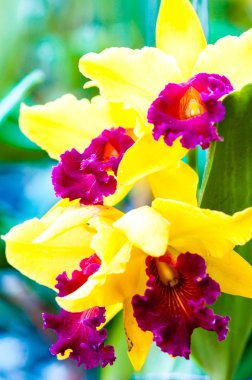 renkli cattleya orkideler üzerinde atış yukarıya kapatmak