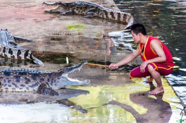 Timsah samphran Timsah çiftliği: nakhon pathom, thailand içinde göster
