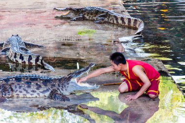 Timsah samphran Timsah çiftliği: nakhon pathom, thailand içinde göster