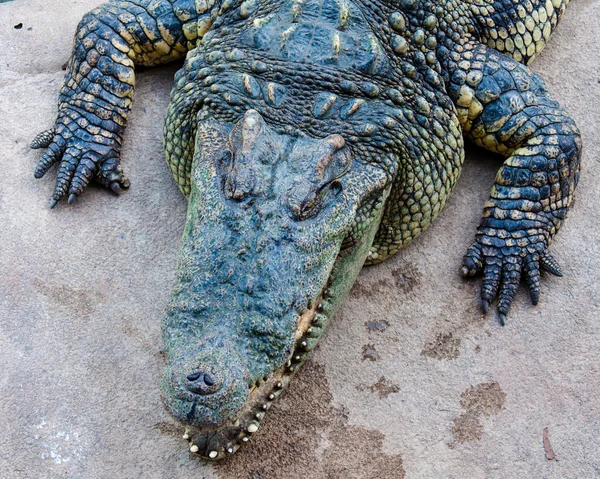 Крокодил на фермі, Таїланд — стокове фото