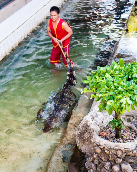 Krokodil Visa på samphran crocodile farm i nakhon pathom, thailand — Stockfoto