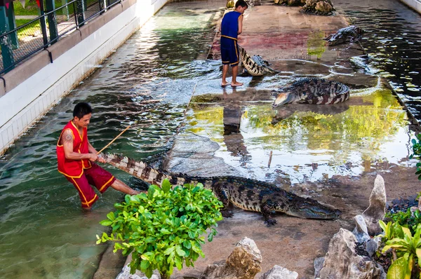 鳄鱼显示在泰国佛统府攀鳄鱼农场 — 图库照片