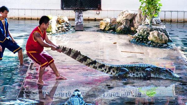 Krokodil show samphran krokodil farm, nakhon Pathom, Thaiföld — Stock Fotó