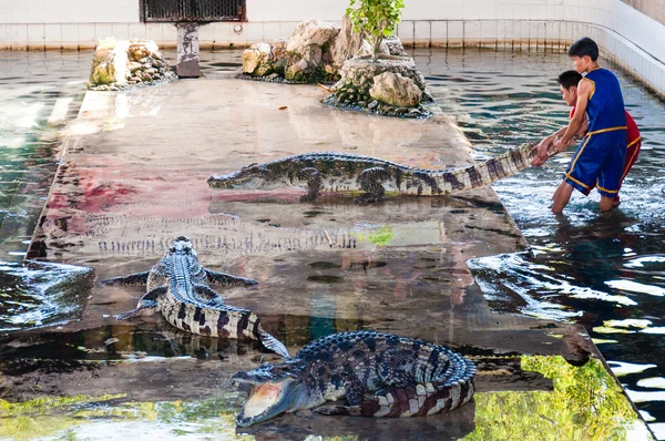 Krokotiilinäytös Samphran Crocodile Farmilla Nakhon Pathomissa, Thaimaassa — kuvapankkivalokuva