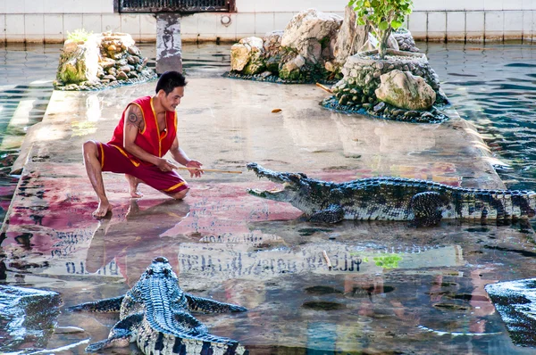 Крокодиловое шоу на крокодиловой ферме Самфран в Накхон Патом, Таиланд — стоковое фото