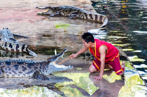 Krokotiilinäytös Samphran Crocodile Farmilla Nakhon Pathomissa, Thaimaassa — kuvapankkivalokuva