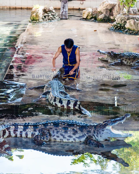 Крокодиловое шоу на крокодиловой ферме Самфран в Накхон Патом, Таиланд — стоковое фото