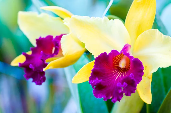 Nahaufnahme auf bunten cattleya-Orchideen — Stockfoto