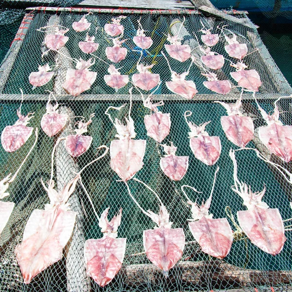 Dried squid in the sun in traditional way on fisher nets in Thailand — Stock Photo, Image