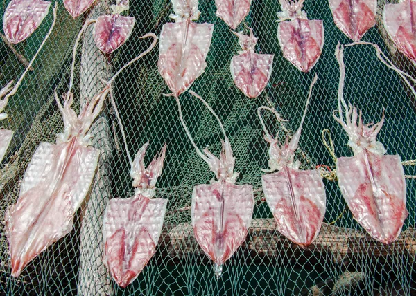 Dried squid in the sun in traditional way on fisher nets in Thailand — Stock Photo, Image