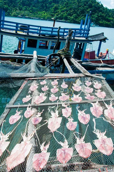 Dried squid in the sun in traditional way on fisher nets in Thailand — Stock Photo, Image