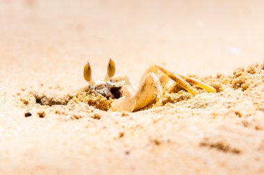 kum bir delik kazma Yengeç closeup