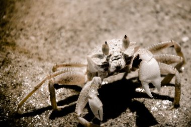 kum bir delik kazma Yengeç closeup
