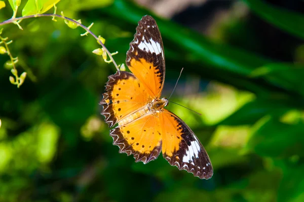 夏の時間で色鮮やかなオレンジ色の蝶のビュー — ストック写真